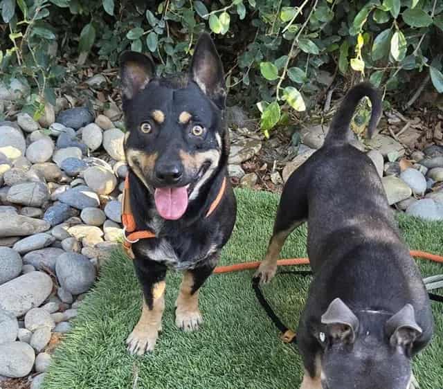 Photo of Heath, adoptable Chihuahua - Smooth Coated mix in San José, California