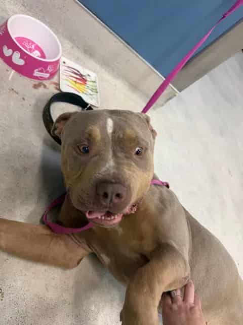 Photo of Cookie, adoptable Pit Bull Terrier in San José, California