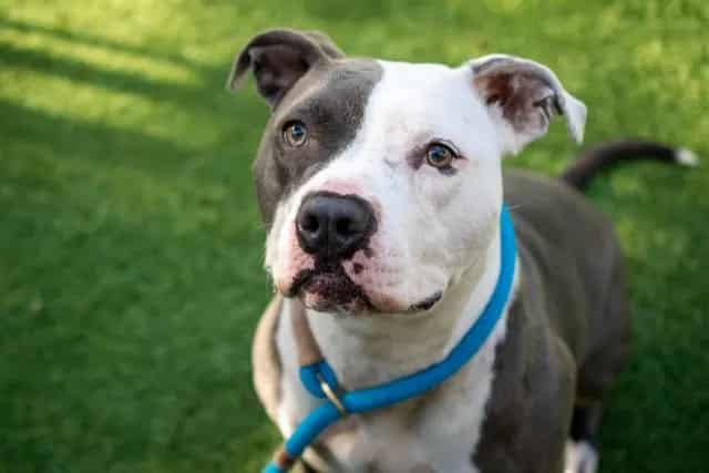 Photo of Lulu, adoptable Pit Bull Terrier mix in San José, California