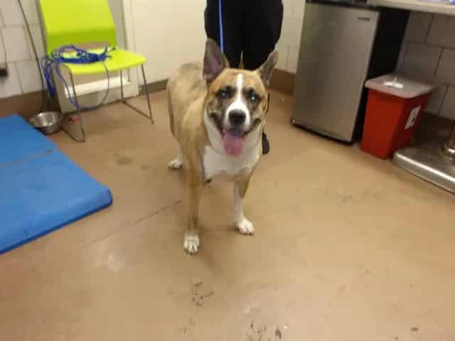 Photo of Estrella, adoptable Siberian Husky mix in Chicago, Illinois