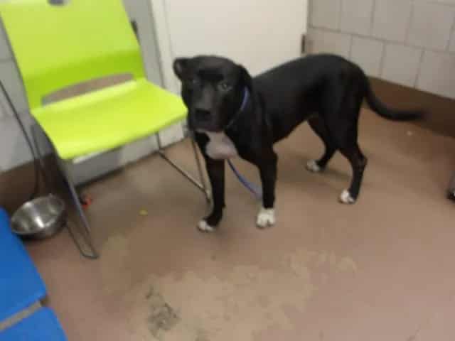 Photo of Bella, adoptable American Pit Bull Terrier in Chicago, Illinois