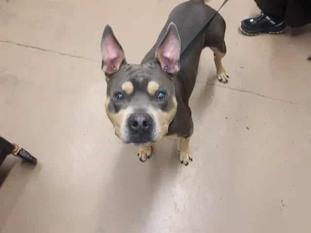 Photo of Draco, adoptable American Staffordshire Terrier in Chicago, Illinois