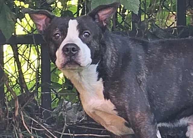 Photo of Marco, adoptable American Pit Bull Terrier in Chicago, Illinois