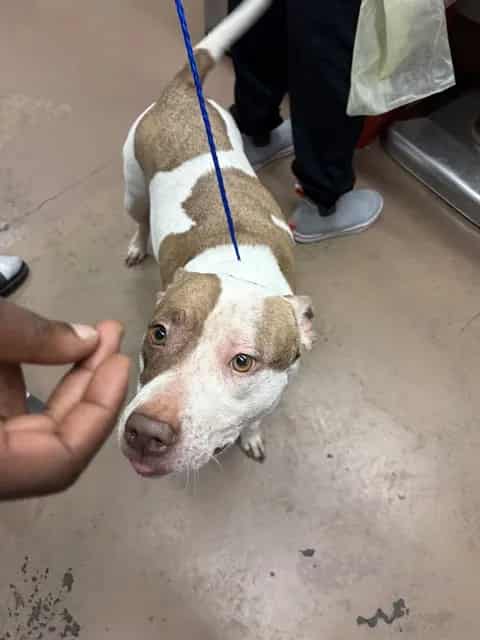 Photo of Sunday, adoptable American Pit Bull Terrier in Chicago, Illinois