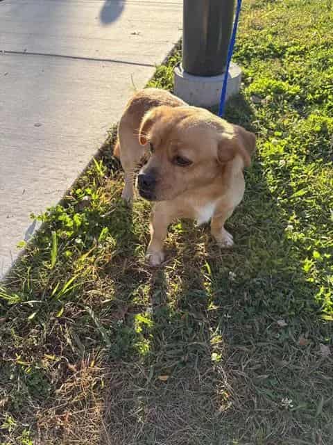 Photo of Guero, adoptable Beagle mix in Chicago, Illinois