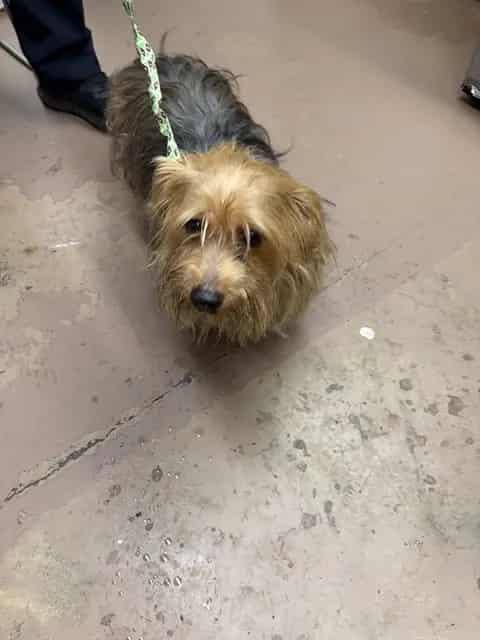 Photo of Cubbie, adoptable Yorkshire Terrier mix in Chicago, Illinois