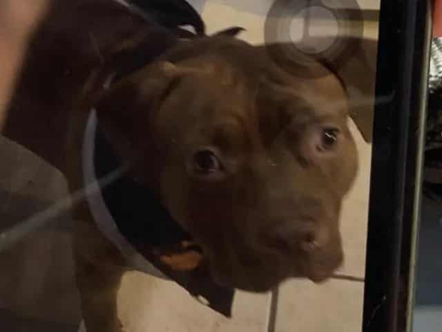 Photo of Saint, adoptable American Pit Bull Terrier in Chicago, Illinois