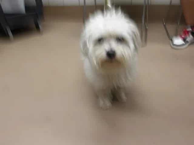 Photo of Charlie, adoptable Maltese mix in Chicago, Illinois