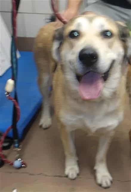 Photo of Siri, adoptable Labrador Retriever mix in Chicago, Illinois