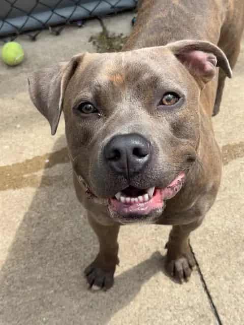 Photo of Strohs, adoptable American Pit Bull Terrier in Chicago, Illinois