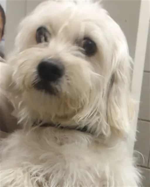 Photo of Gucci, adoptable Maltese mix in Chicago, Illinois