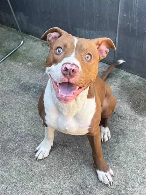 Photo of Kamden, adoptable American Pit Bull Terrier in Chicago, Illinois