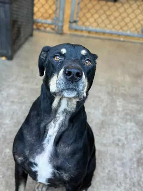 Photo of Atticus, adoptable Rottweiler mix in Chicago, Illinois