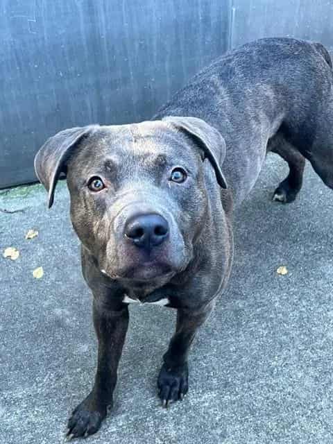 Photo of Jude, adoptable American Pit Bull Terrier mix in Chicago, Illinois