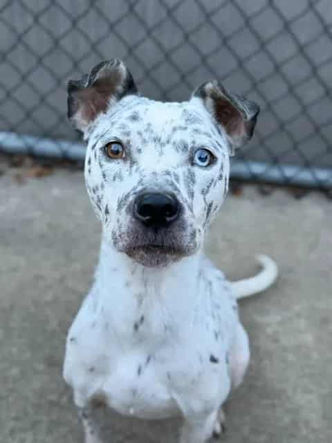 Photo of Melissa, adoptable American Pit Bull Terrier mix in Chicago, Illinois