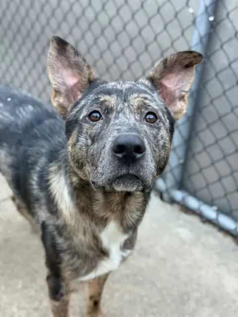 Photo of Banzai, adoptable Australian Cattle Dog in Chicago, Illinois