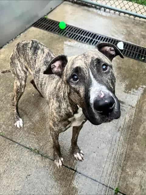 Photo of Eldridge, adoptable American Pit Bull Terrier mix in Chicago, Illinois