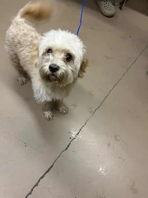 Photo of Pal, adoptable Maltese in Chicago, Illinois