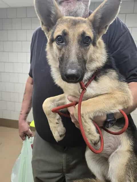 Photo of Trisha, adoptable German Shepherd Dog in Chicago, Illinois