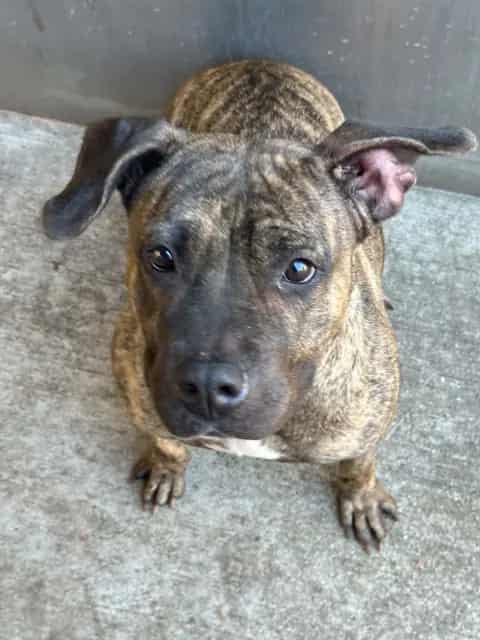 Photo of Jamboree, adoptable American Pit Bull Terrier in Chicago, Illinois
