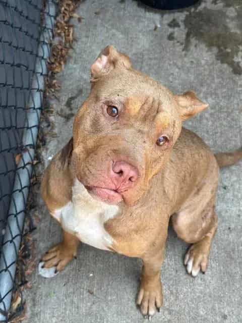 Photo of Saltine, adoptable American Pit Bull Terrier in Chicago, Illinois
