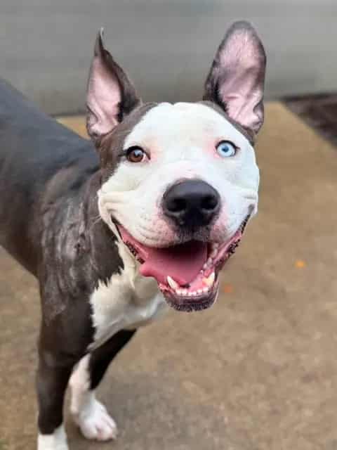 Photo of Sacre Bleu, adoptable American Pit Bull Terrier in Chicago, Illinois