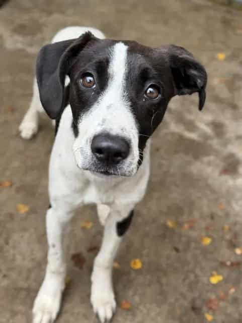 Photo of Maude, adoptable Beagle mix in Chicago, Illinois