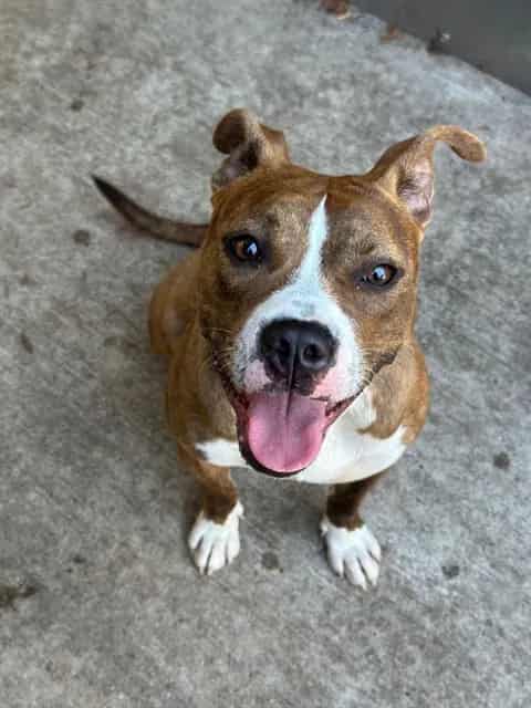 Photo of Slippers, adoptable American Pit Bull Terrier in Chicago, Illinois