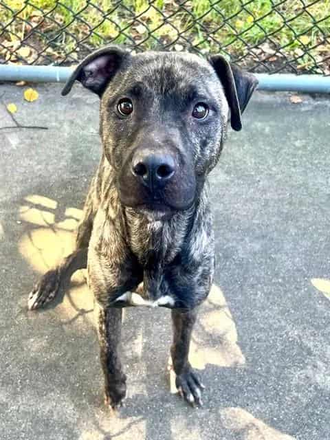 Photo of Violette, adoptable American Pit Bull Terrier in Chicago, Illinois