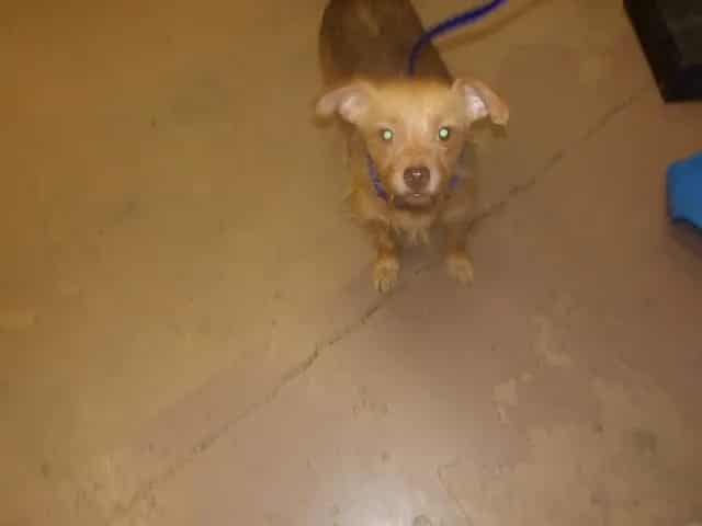 Photo of Olivia, adoptable Chihuahua - Smooth Coated in Chicago, Illinois