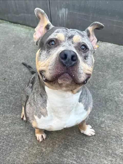 Photo of Lucci, adoptable American Pit Bull Terrier in Chicago, Illinois