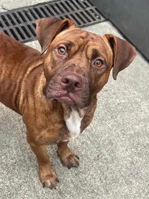 Photo of Elrod, adoptable American Pit Bull Terrier in Chicago, Illinois
