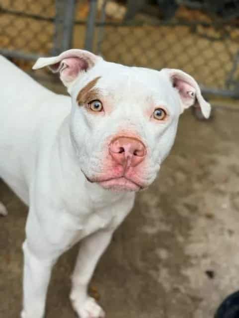 Photo of Park Place, adoptable American Pit Bull Terrier in Chicago, Illinois