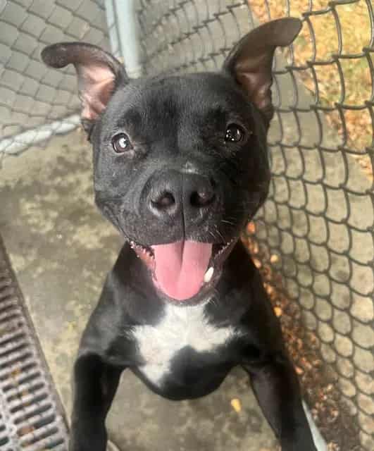 Photo of Sombra, adoptable American Pit Bull Terrier in Chicago, Illinois