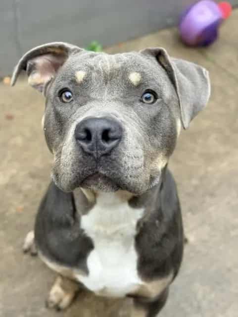 Photo of Boardwalk, adoptable American Pit Bull Terrier in Chicago, Illinois