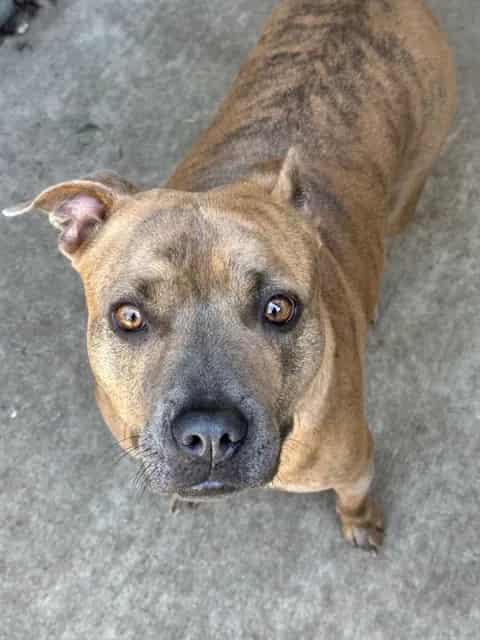 Photo of Pringle, adoptable American Pit Bull Terrier in Chicago, Illinois