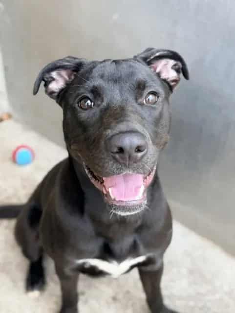 Photo of Lalaria, adoptable American Pit Bull Terrier in Chicago, Illinois