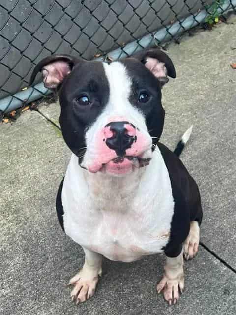 Photo of Jimmy, adoptable American Pit Bull Terrier in Chicago, Illinois