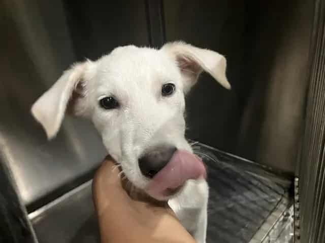 Photo of Ava, adoptable Mixed Breed