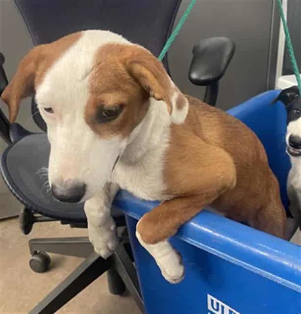 Photo of Ivy, adoptable Mixed Breed