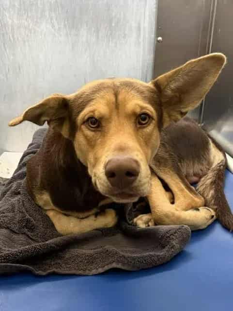 Photo of Jody, adoptable German Pinscher mix
