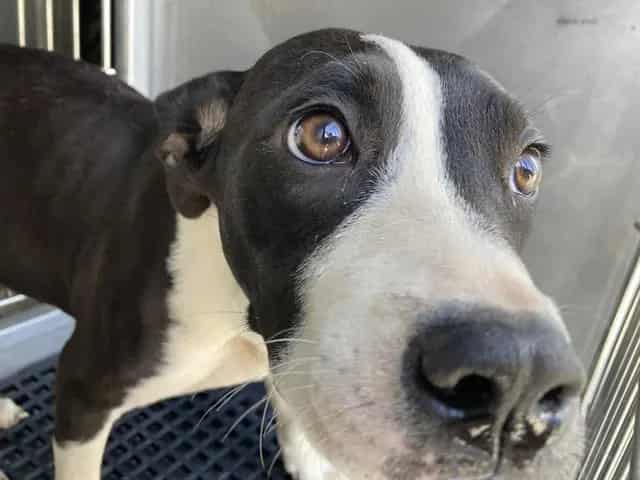 Photo of Lucia, adoptable Mixed Breed