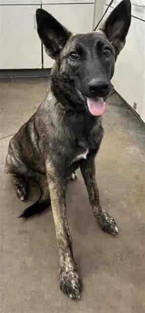 Photo of Aurora, adoptable Mixed Breed