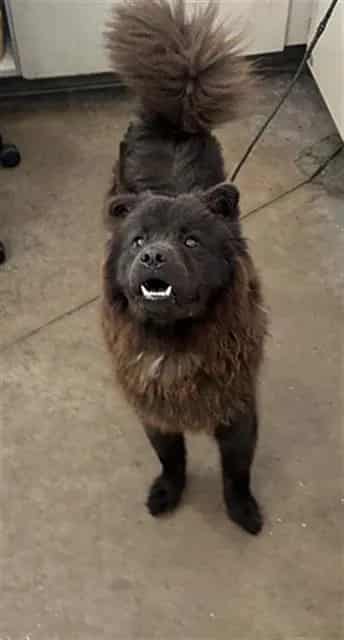 Photo of Gracie, adoptable Mixed Breed