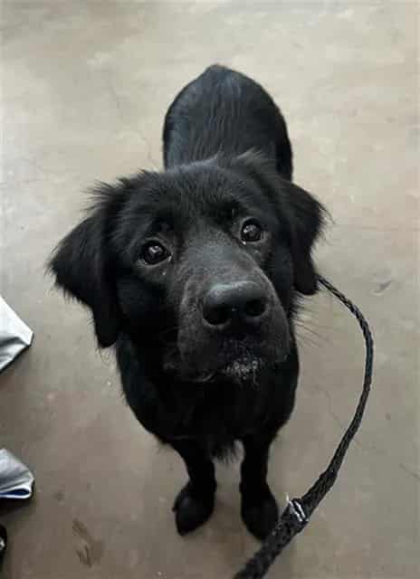 Photo of Brody, adoptable Mixed Breed