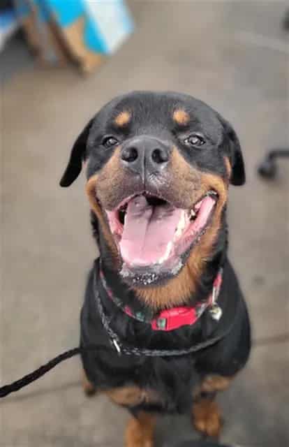 Photo of Sullivan, adoptable Mixed Breed