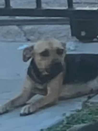 Photo of Lola, adoptable Mixed Breed