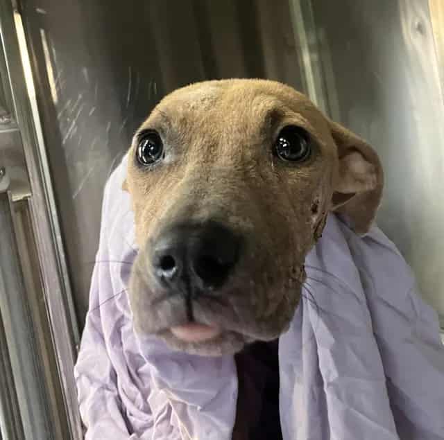 Photo of Diggy, adoptable Mixed Breed