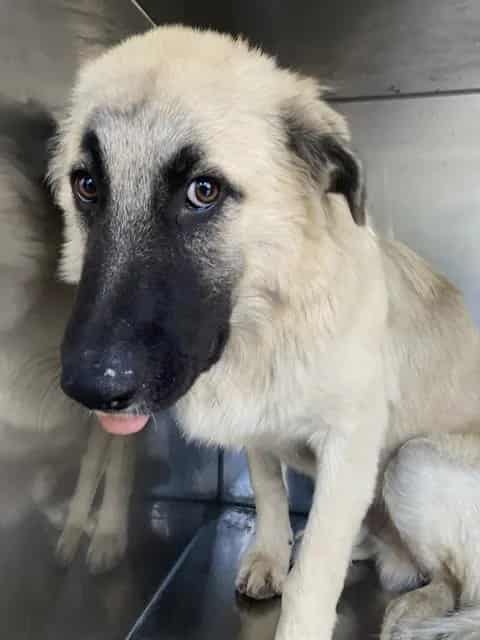 Photo of Lancaster, adoptable Mixed Breed