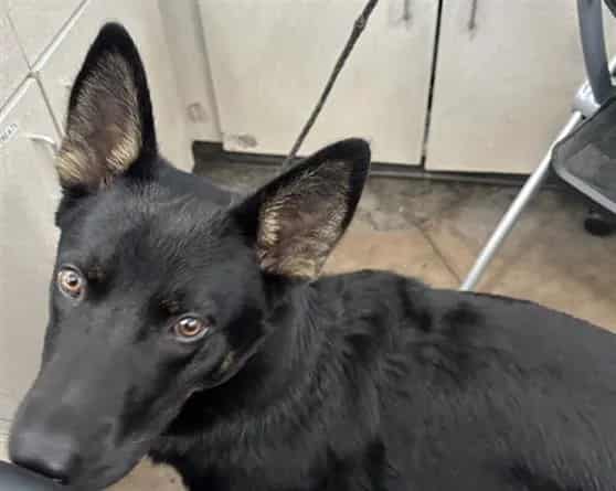 Photo of Toby, adoptable Mixed Breed